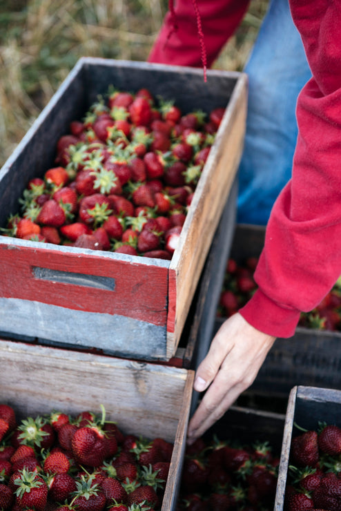 Load image into Gallery viewer, Person sorting strawberries into wooden crates outdoors