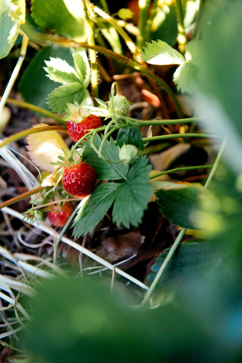 Load image into Gallery viewer, strawberries ripening on the vine