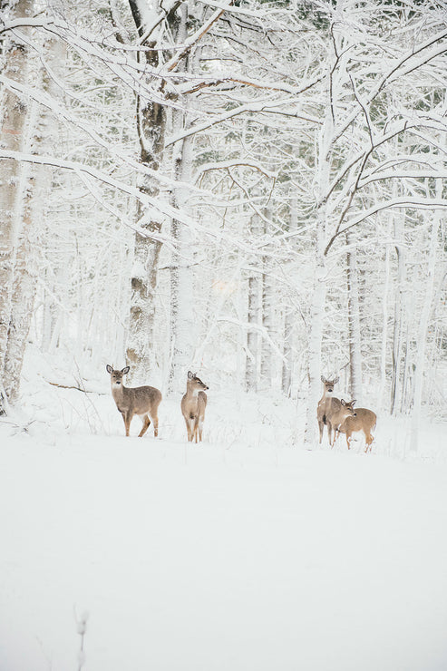 Load image into Gallery viewer, Sugar Plum Jam