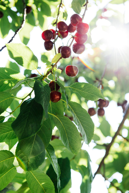 Load image into Gallery viewer, cherries ripening on a tree branch in the sun