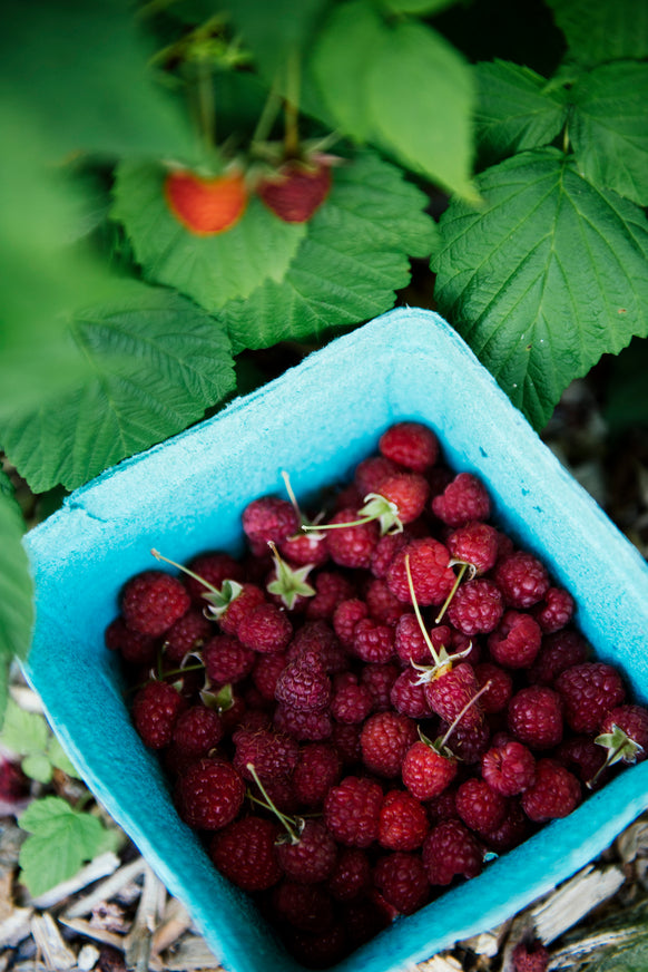 a freshly picked quart of red raspberries