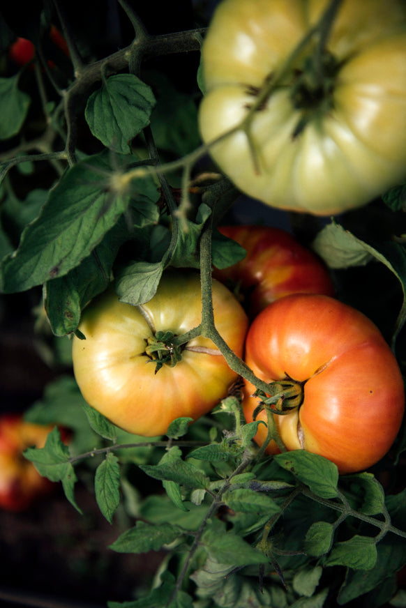 heirloom tomatoes ripening on the vine