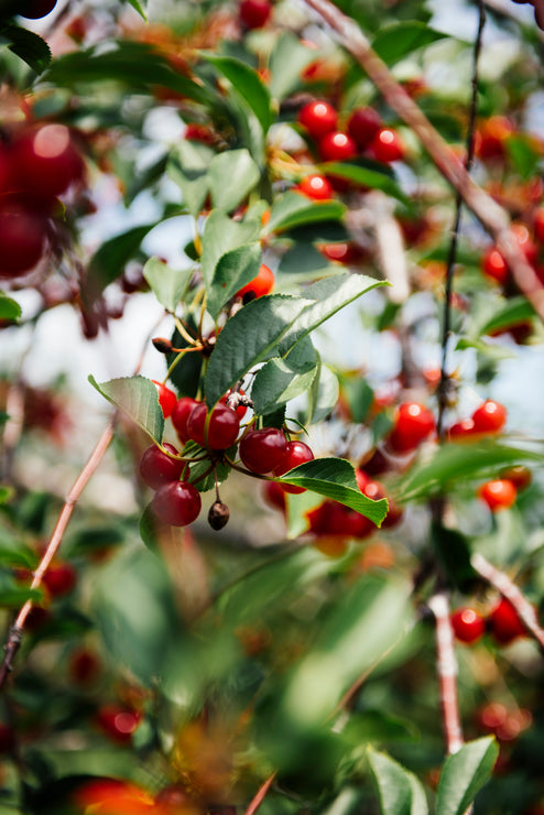 Load image into Gallery viewer, cherries ripening on the tree
