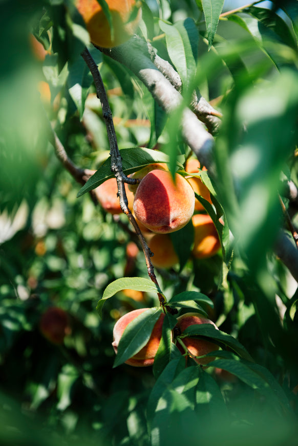 peaches ripening on the tree