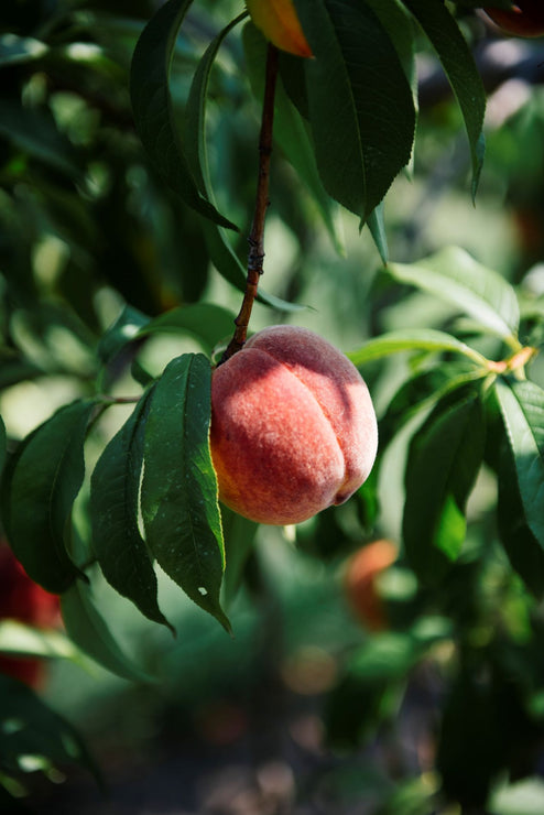 Load image into Gallery viewer, Peach Punch