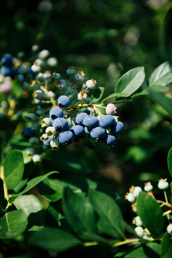 ripening blueberries on a bush