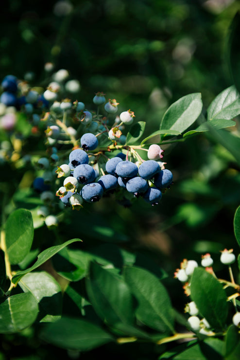 Load image into Gallery viewer, blueberries rippening on a branch