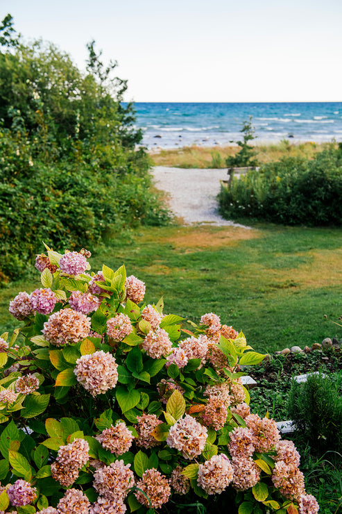 Load image into Gallery viewer, a blooming pink hydrangea with a path to lake michigan in the background