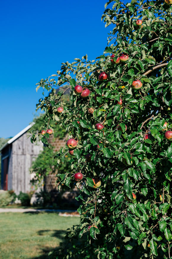 apples growing on a tree