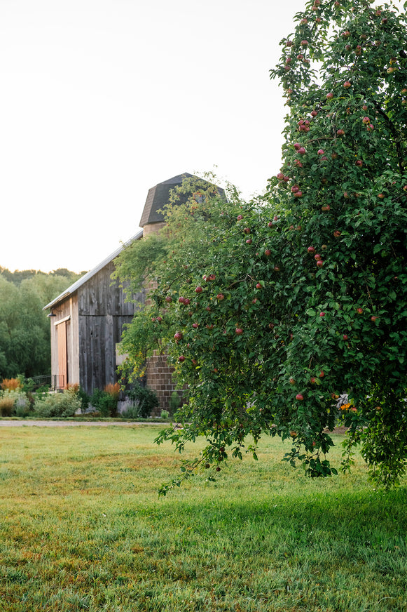apples ripening on a tree