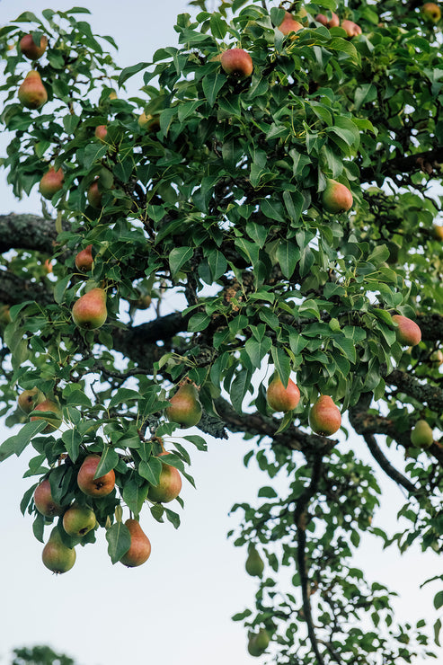 Load image into Gallery viewer, Spiced Cider Punch
