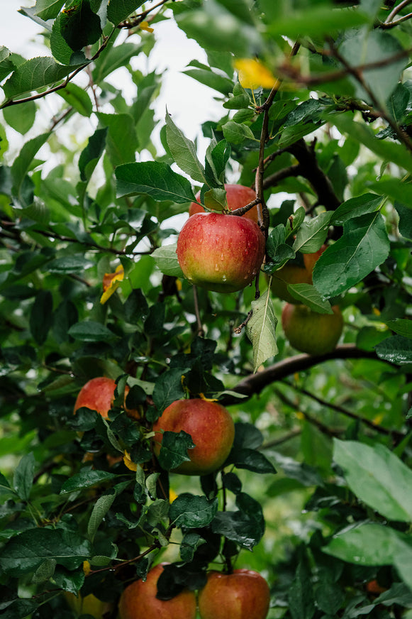 Honeycrisp Apple Conserve