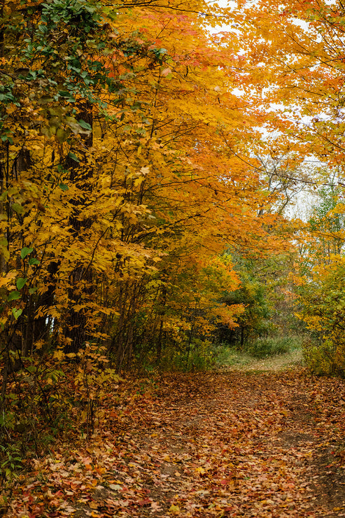 Load image into Gallery viewer, Spiced Cider Punch