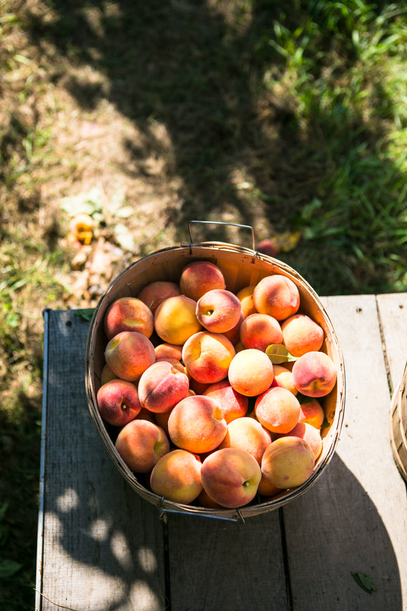 a bushel basket of freshly picked peaches