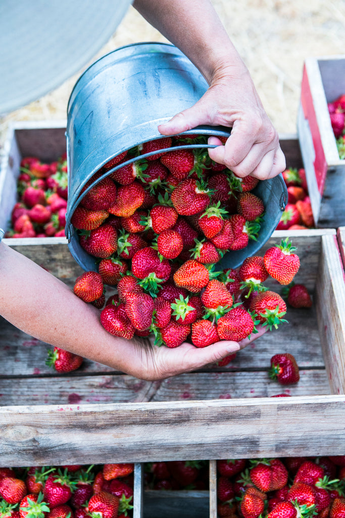 Someone pouring out a metal bucket of strawberries into a wooden crate