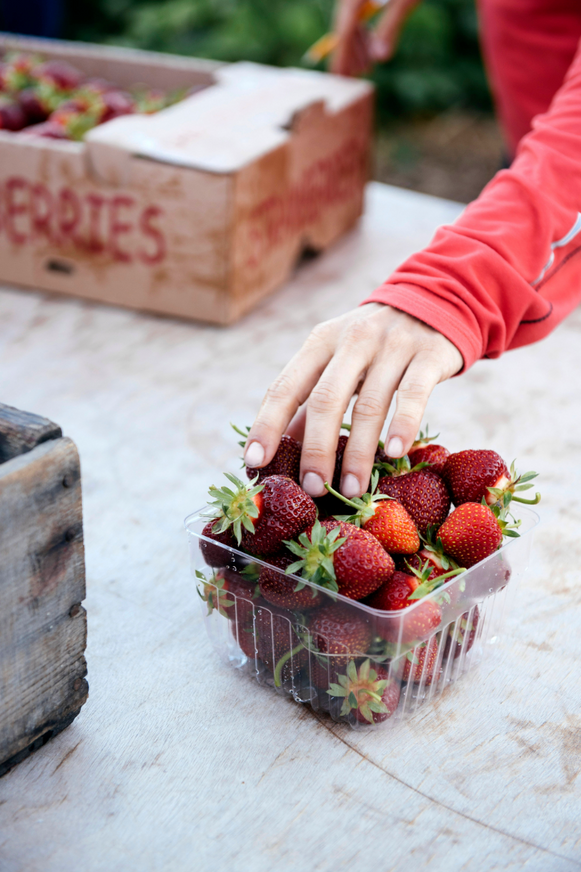 hand adding freshly picked strawberries to a quart box