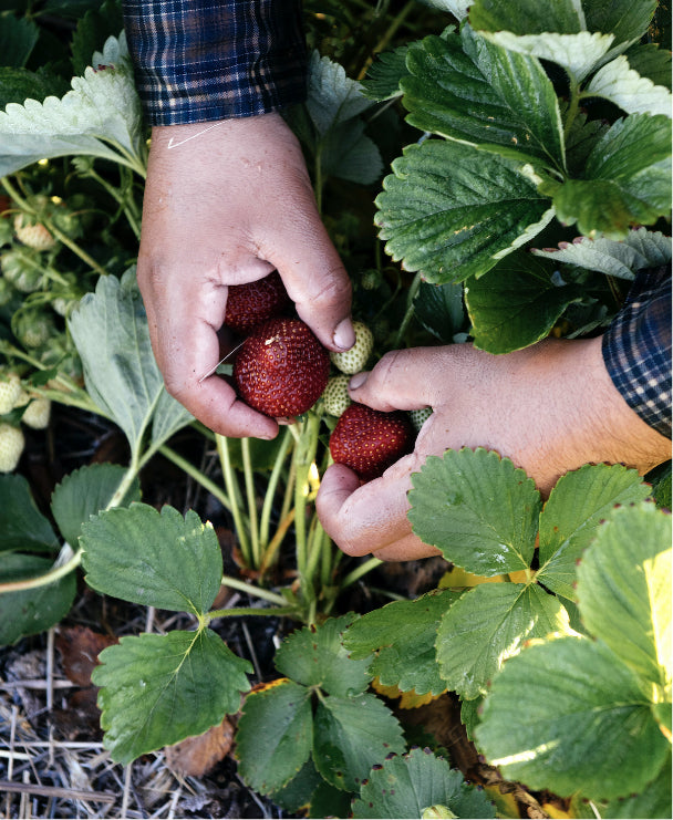 Picking fresh strawberries