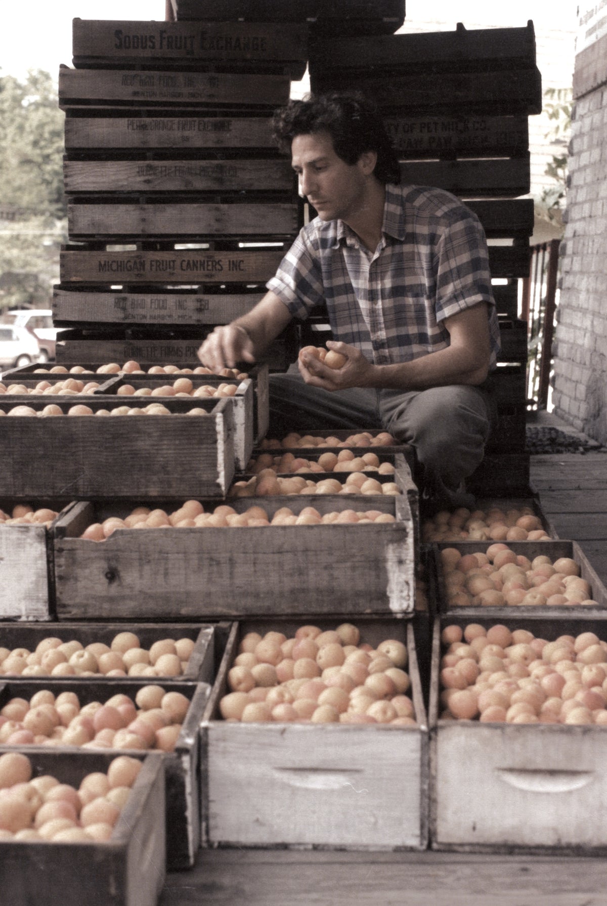 Justin Rashid sorting through bushels of apricots