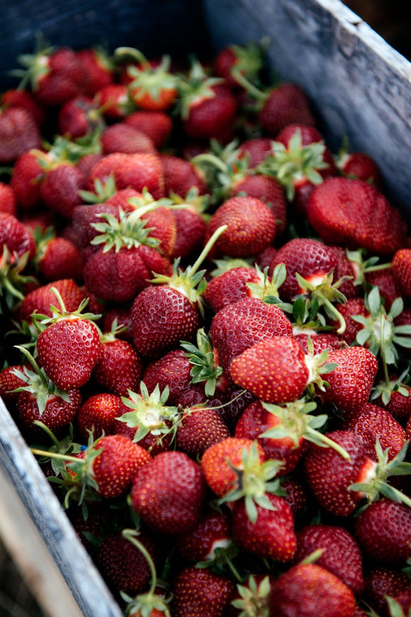 Barrel of freshly picked strawberries