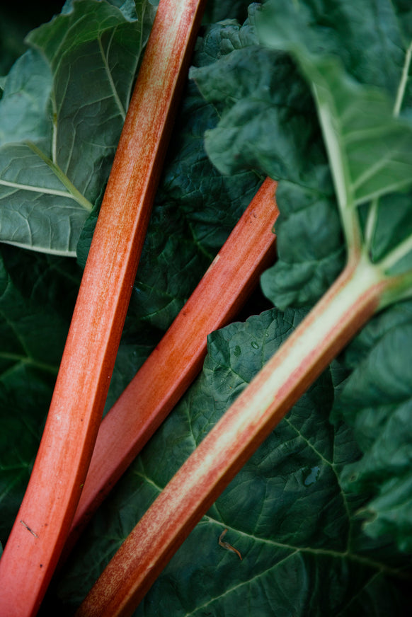 Stalks of Rhubarb