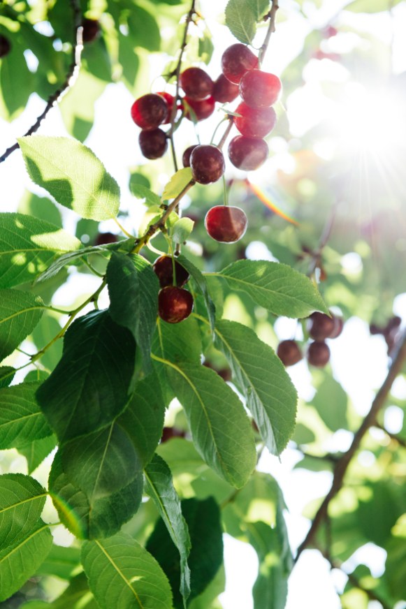 Ripe Sour Cherries hanging off the tree