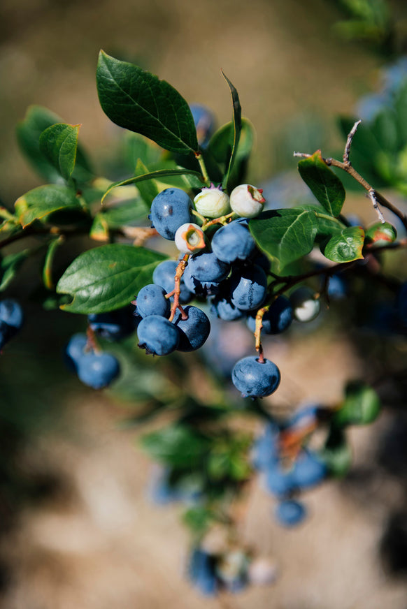 Bushes filled with blueberries