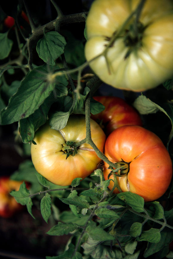Ripe heirloom tomatoes on the vine