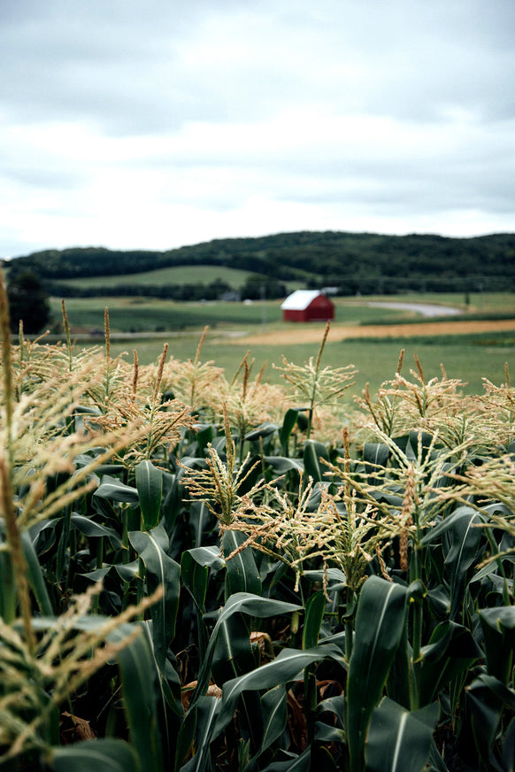 Corn fields in the summer