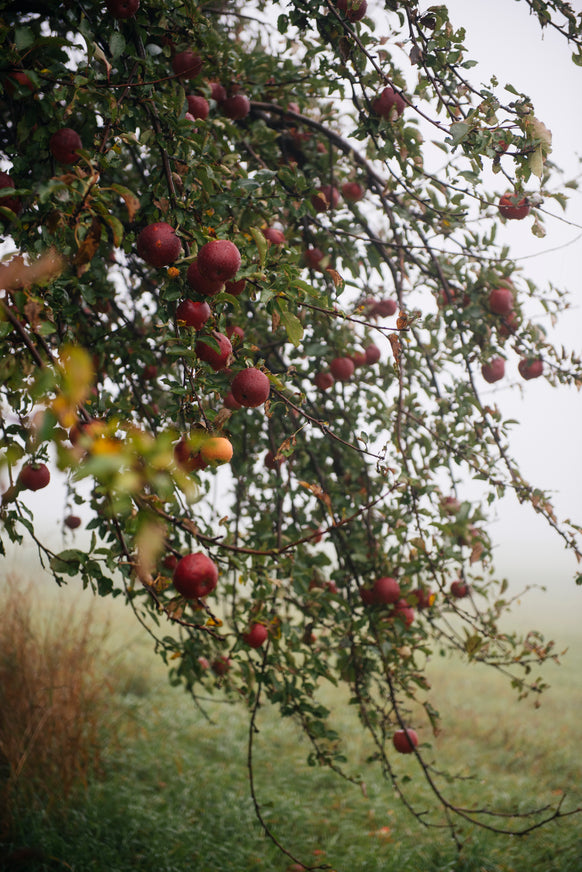 Honeycrisp Apple Conserve