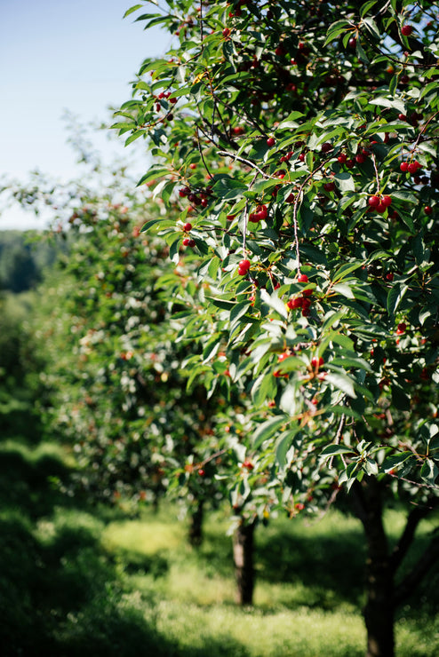 Load image into Gallery viewer, Cherry tree with red cherries against a blue sky

