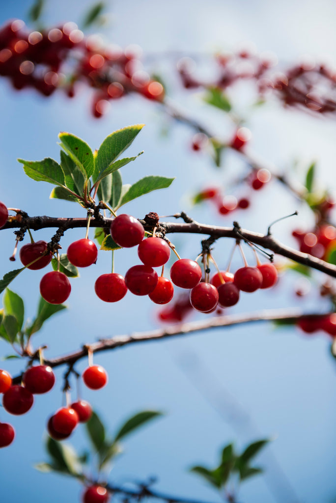 The branch of a cherry tree