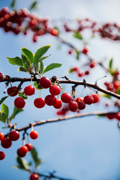 Load image into Gallery viewer, A tree branch with plump, red Montmorency cherries
