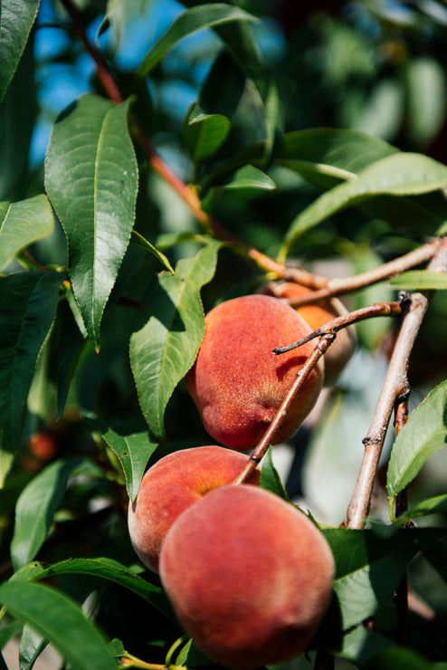 Load image into Gallery viewer, Cherry Peach Salsa
