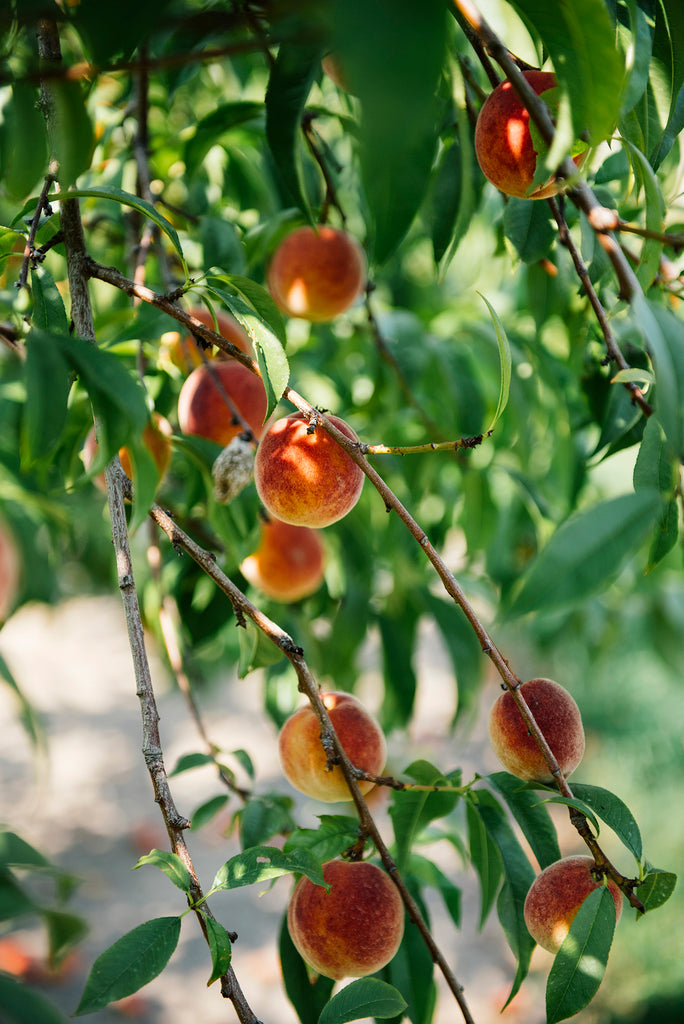 peaches ripening on a tree