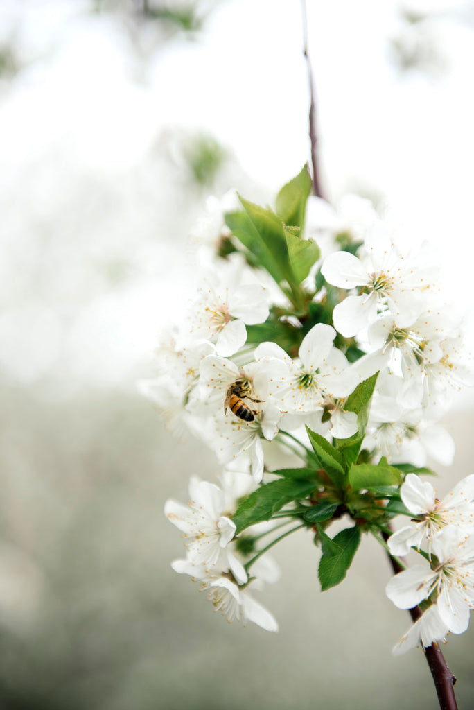 a bee eating from cherry blossoms on a tree