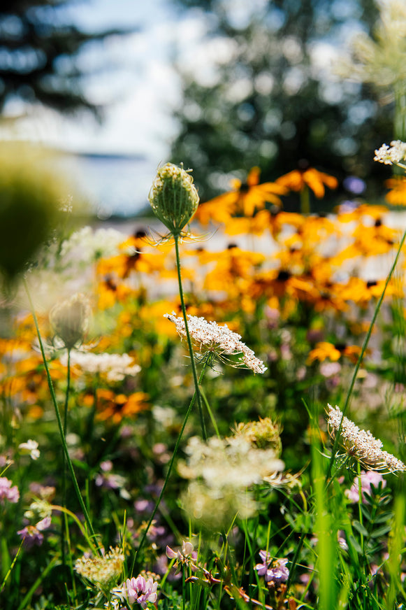 a field of wildflowers along the lake