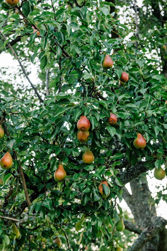 bartlett pears ripening on a tree