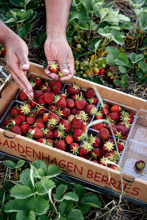 Boxes of freshly picked strawberries