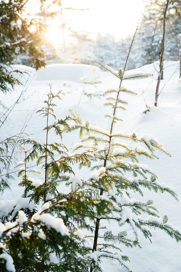 Snow covered pine trees in a forest