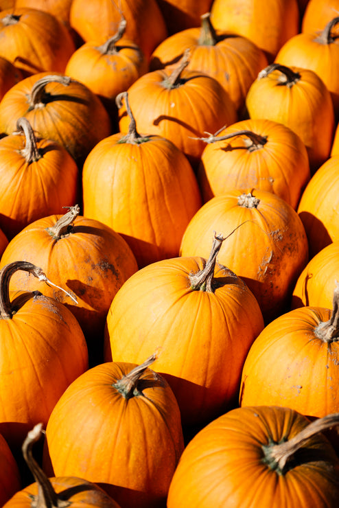 Load image into Gallery viewer, A field of pumpkins
