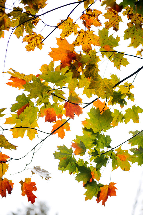 Load image into Gallery viewer, Changing leaves in the fall
