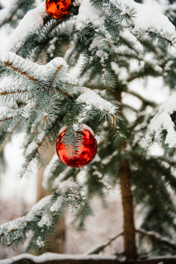 Red ornaments on snow covered pine tree