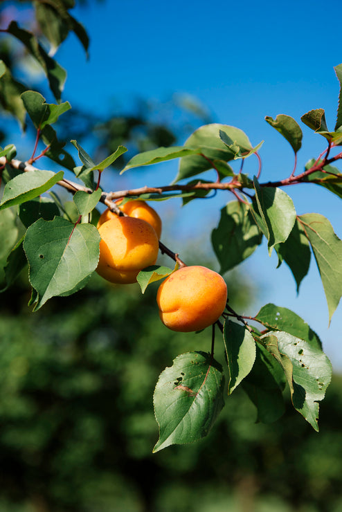 Load image into Gallery viewer, Apricots growing on a tree
