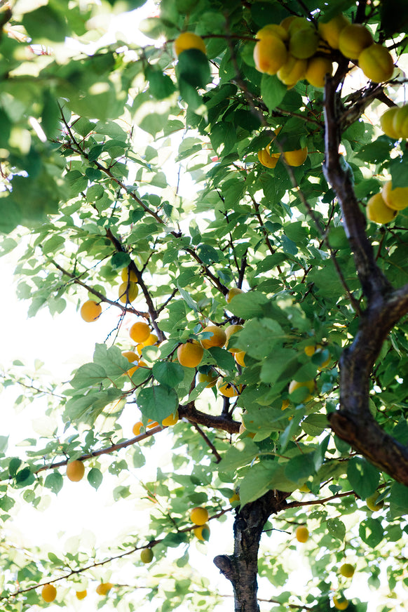 Apricots hanging on fruit trees