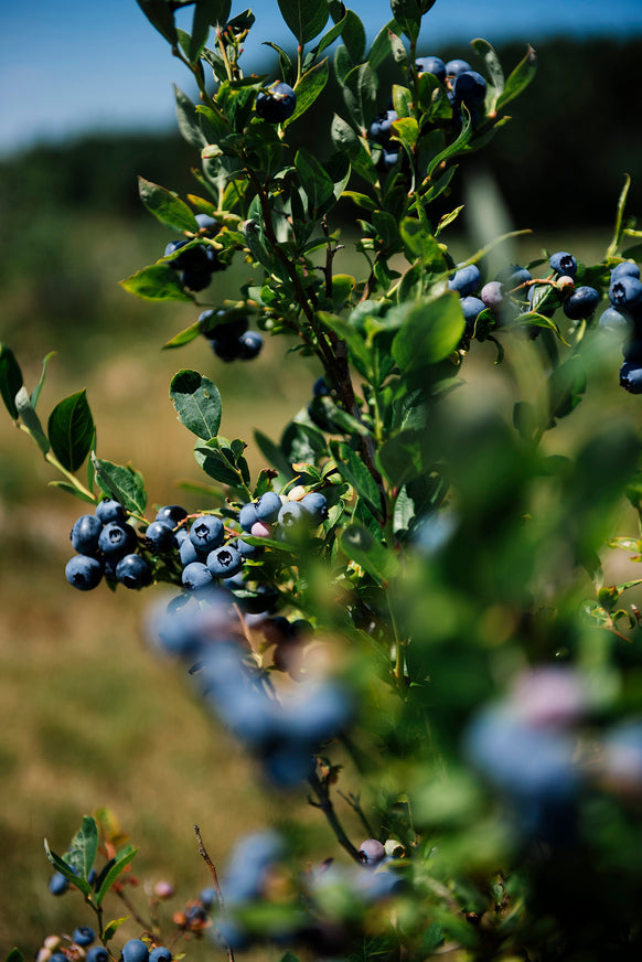 Bushes filled with blueberries