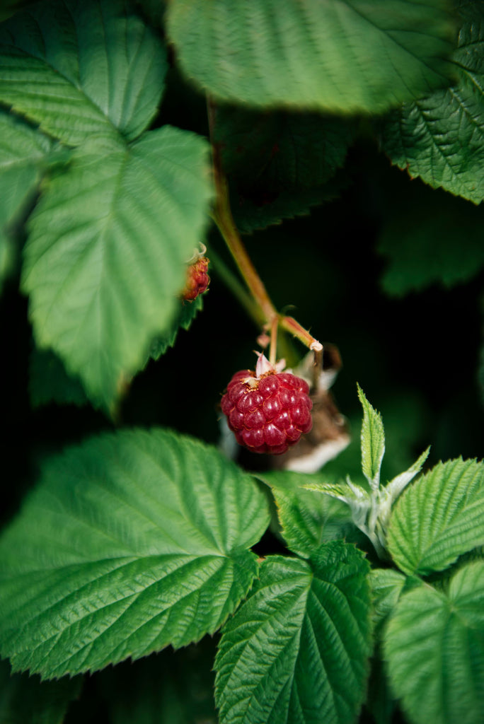 A single red raspberry on a vine