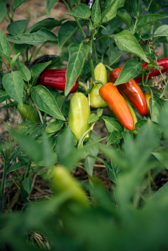 Chilis ripening in a garden