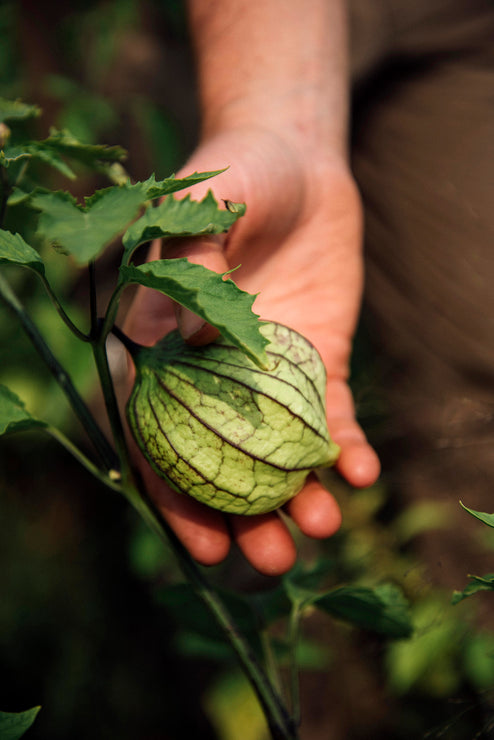 Load image into Gallery viewer, Picking tomatillos from the vine
