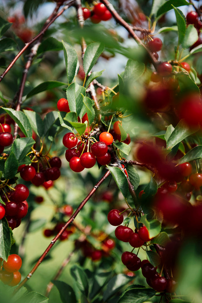 Sour Cherries hanging from tree branches
