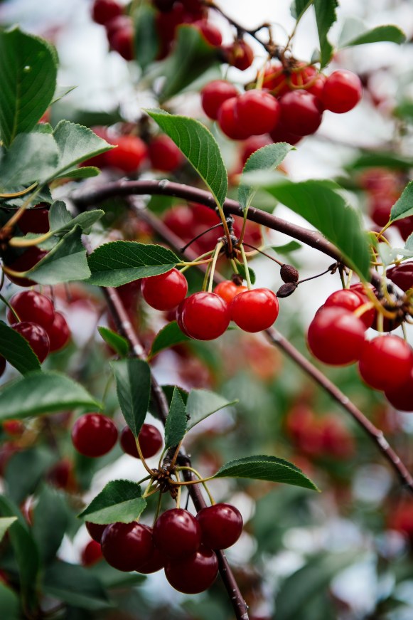 Ripe Sour Cherries hanging off the tree